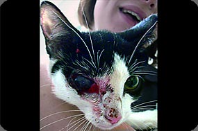 Injured Kitty